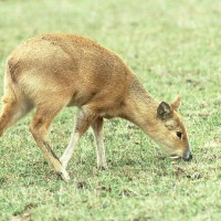 Chinese Water Deer